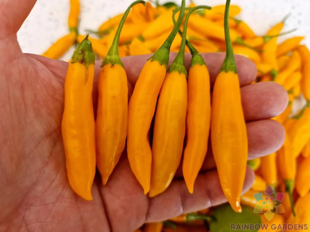 Aji Cito Hot Pepper Seeds - 25+ Pack - Capsicum baccatum - USA Grown - Ideal for Gardening and Culinary Use
