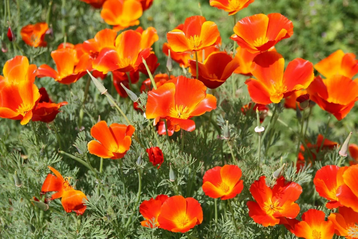 California Poppy Seeds 250+ Pack, Orange Flower, Eschscholzia californica, Non-GMO, Easy to Grow for Garden & Containers