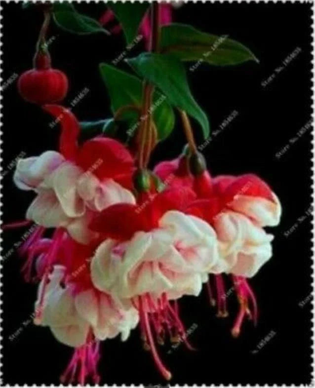 Fuchsia Seeds 50pcs Bag Potted Flowers Non-GMO (Fuchsia spp.) - Colorful Blooms for Indoor/Outdoor Gardening