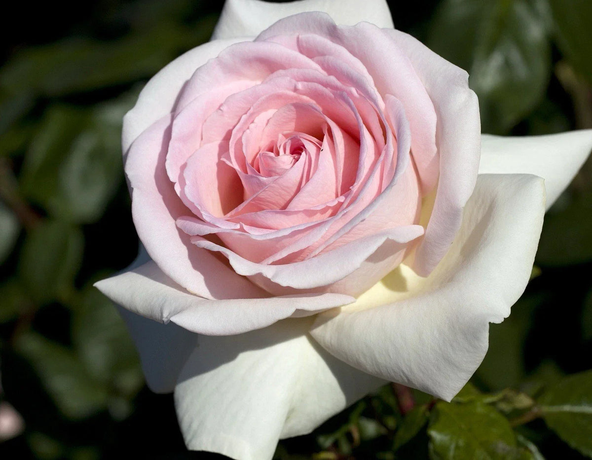 Francis Meilland Rose Cuttings - 3 Unrooted 6” Fresh Cuttings - Rosa 'Meilland' - Perfect for Propagation and Gardening