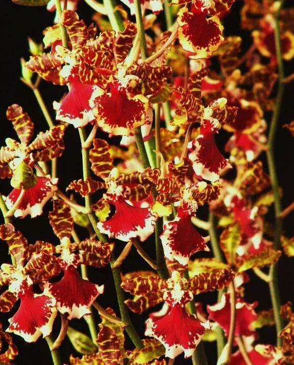 Oncostele Orchid Plant 2.5" Pot Pink & White Blooms Oncostele Everglades Elegance 'Nancy Lee'