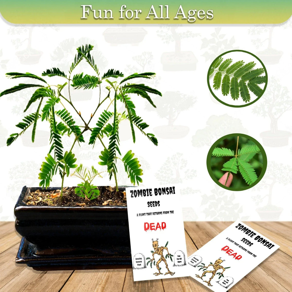Zombie Bonsai Seeds Packets (2 Pack) - Unique Sensory Plant, Ficus retusa, Indoor Gardening, Easy to Grow, Quirky Gift