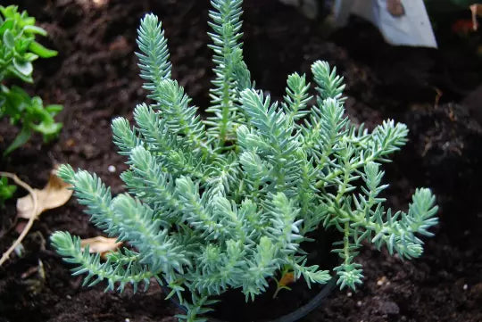Blue Spruce Sedum Reflexum Ground Cover Plant, 3-Inch Pot, Drought-Tolerant Succulent, Creeping Stonecrop, Low Maintenance