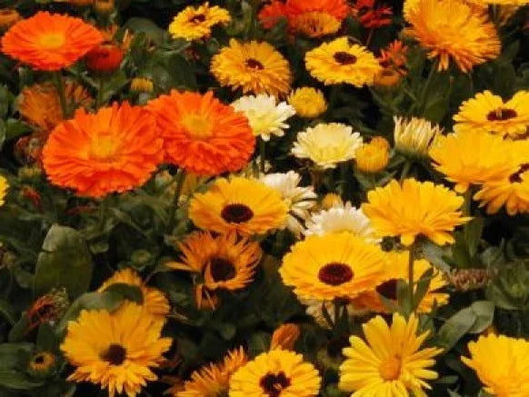Calendula Seeds - 50 Pacific Beauty Mix Seeds - Bright Orange & Yellow Flowers - Calendula officinalis