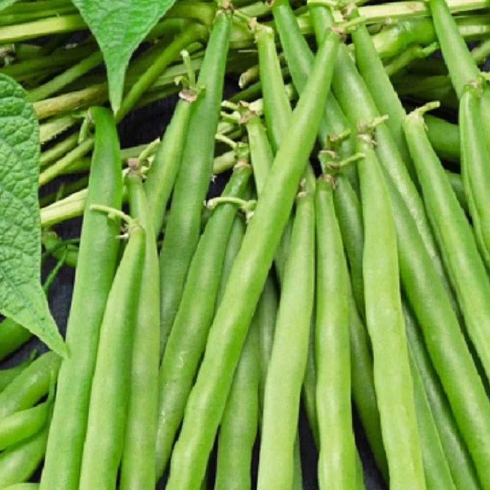 Bush Bean Seeds | Non-GMO Heirloom | Greencrop Variety | Phaseolus vulgaris | Fresh Vegetable Seeds for Home Garden
