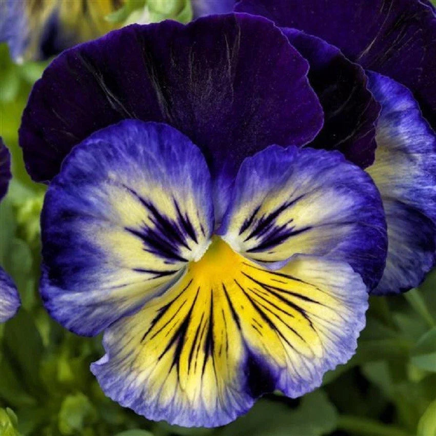 Pansy Seeds - 50 Pack Delta Premium Blue Morpho - Viola tricolor var. hortensis - Vibrant Blue Flowering Annual