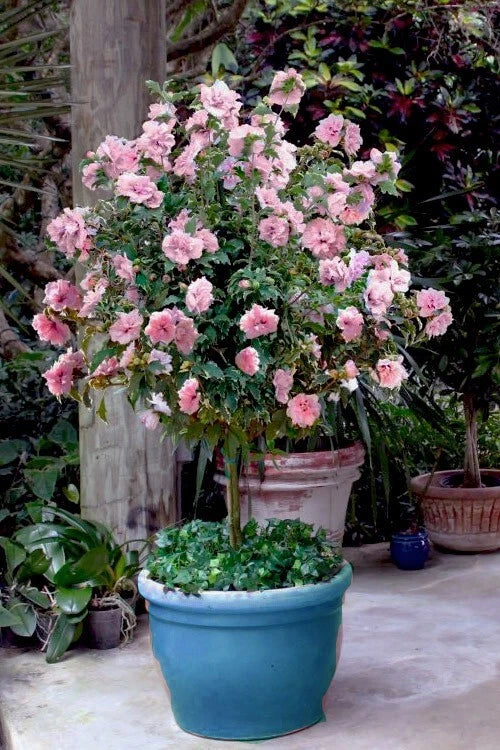 Pale Pink Sugar Tip Double Rose of Sharon Cuttings - Hibiscus syriacus - 6 Dipped Cuttings for Rare Plant Propagation