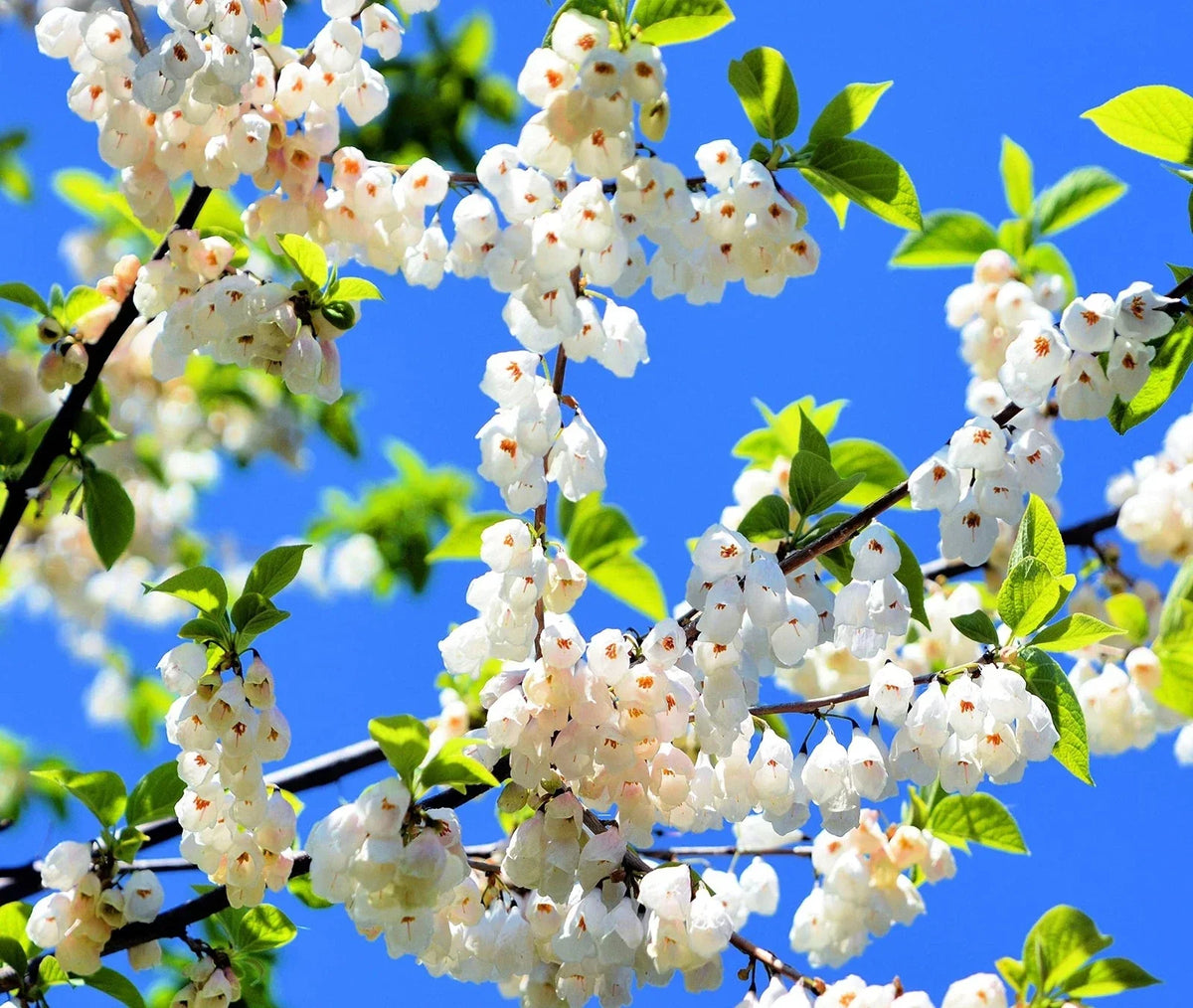 Carolina Silverbell Tree Seeds - 6 Large Seeds Halesia carolina - Native Flowering Tree for Planting and Gardening