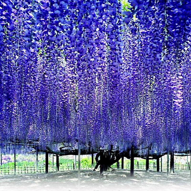 Chinese Blue Wisteria Seeds - 10 Pack - Hardy Flowering Vine - Wisteria sinensis - Ideal for Bonsai and Trellises