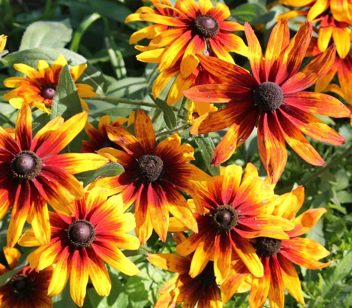 Gloriosa Black-eyed Susan Seeds - 200+ Seeds - Rudbeckia hirta - USA Grown, Easy to Grow, Attracts Pollinators
