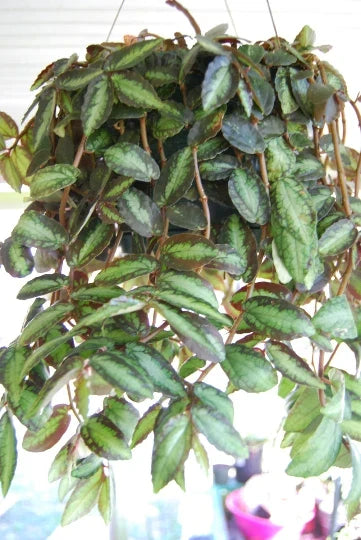 Polynesian Ivy Starter Plant, Trailing Watermelon Vine, Pellionia Repens, Indoor Decorative Houseplant, Rare Greenery
