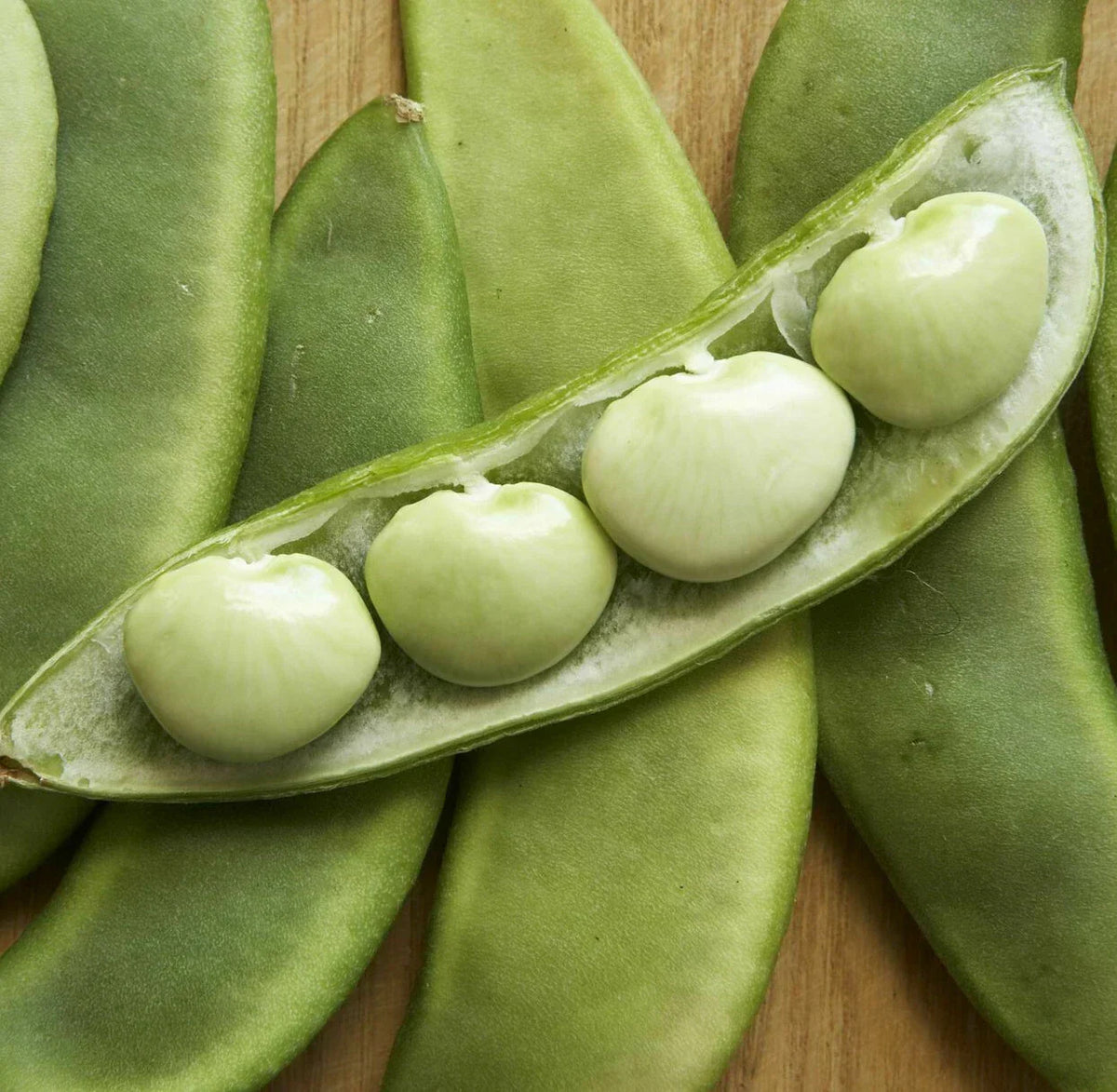 Fordhook 242 Lima Bean Seeds | Treated Vegetable Seed | Phaseolus lunatus | Butter Pea for Home Garden 2025