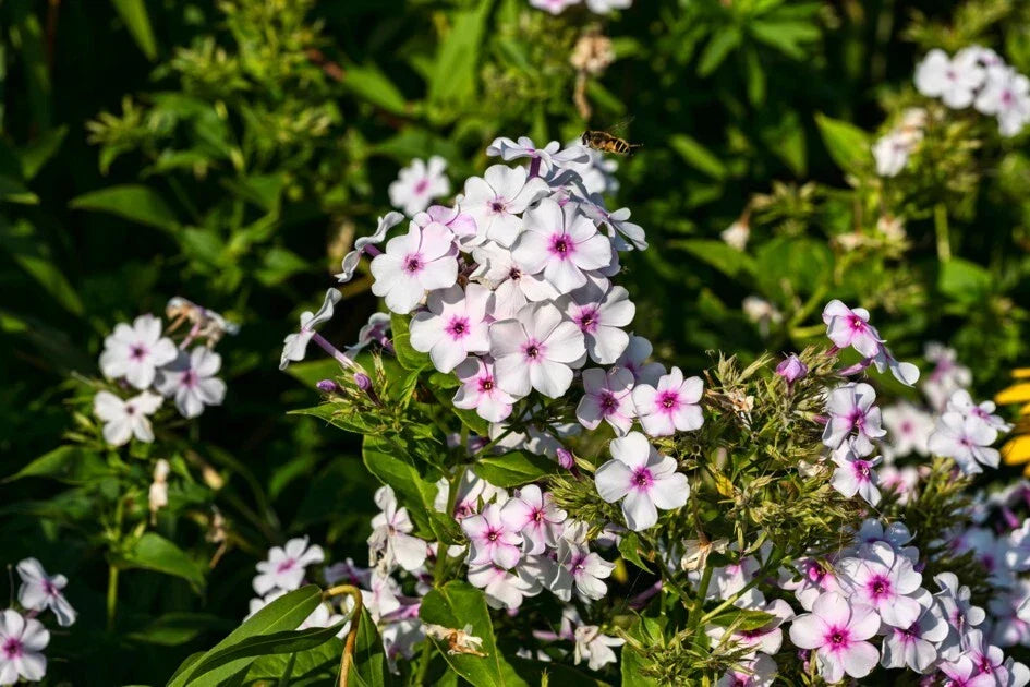 White Admiral Phlox Seeds - 100+ Count Non-GMO - Phlox paniculata - Fragrant White Blooms for Garden Planting