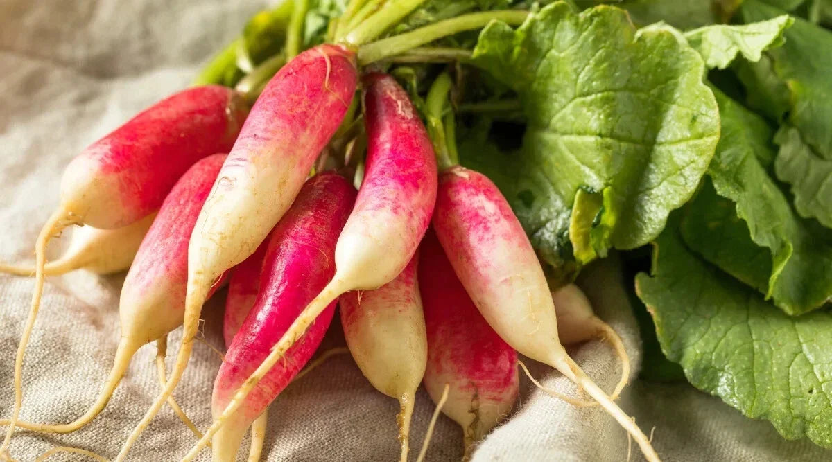 French Dressing Radish Seeds, 500+ Pack, Non-GMO, Raphanus sativus, Easy to Grow for Home Gardening