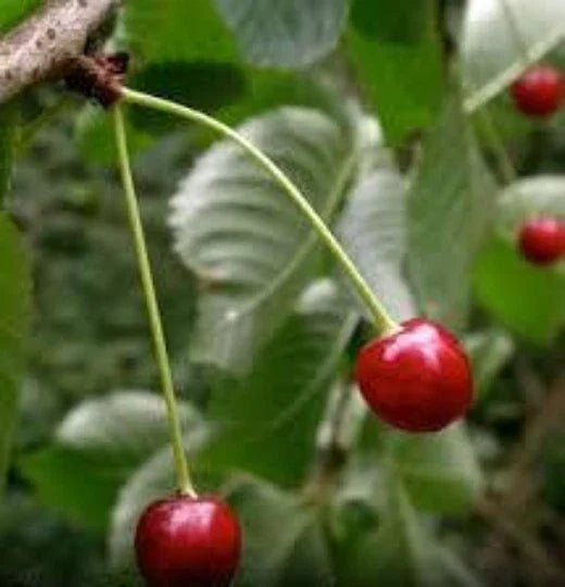 Black Cherry Tree Seeds, 10 Organic Seeds, Sweet Fruit, Prunus serotina - Grow Your Own Delicious Cherries
