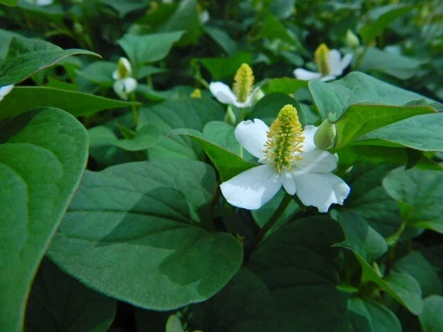 Chameleon Plant Lot of 10 Seedlings, Houttuynia Cordata, Fish Mint Herb, Colorful Foliage, Edible Ground Cover