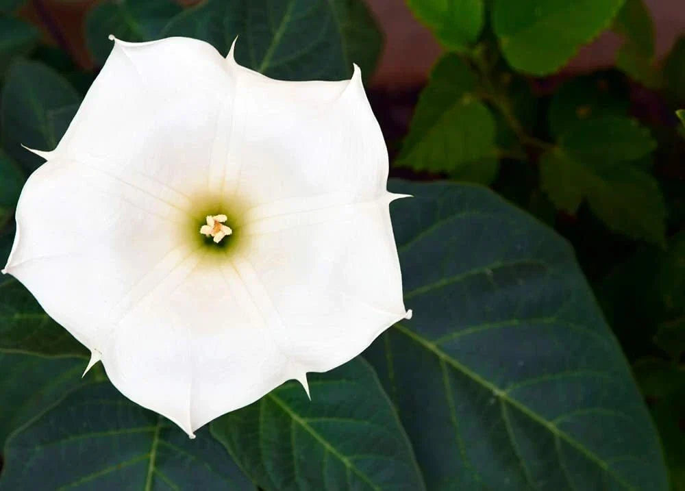 20 White Trumpet Bush Seeds - Fragrant Tecoma stans 'Alba' - White Trumpet Flowers - Perfect for Garden Pollinators