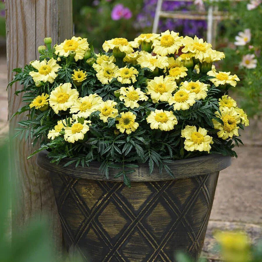Daisy Wheel Lemon Marigold Seeds - 25+ Pack for Garden Planting - Tagetes erecta - USA Grown, Non-GMO