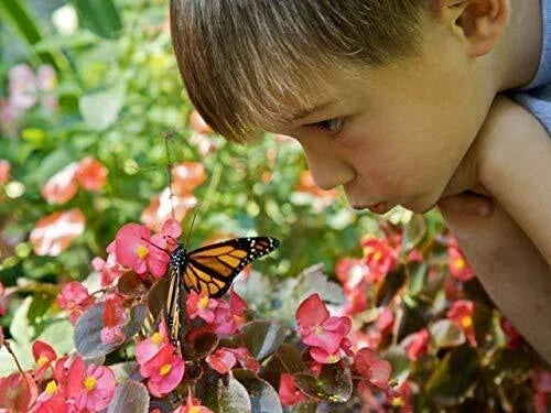 Outdoor STEM Kit - Wildflower Seed Mix for Hummingbirds & Monarch Butterflies - Various Species