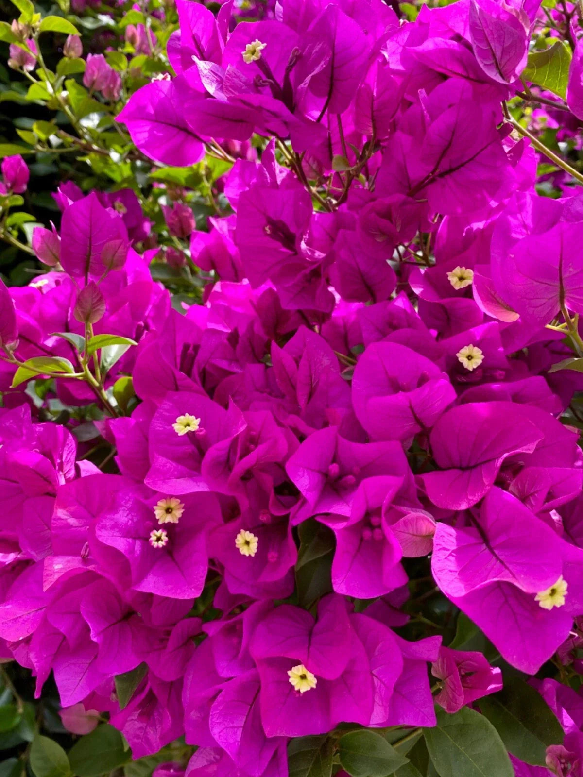 Bougainvillea Cuttings 4 Pieces Fuchsia Bougainvillea glabra for Planting