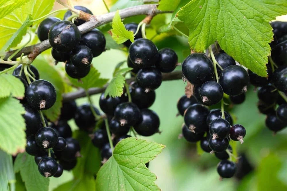 Black Currant Seedling - Rooted Plant for Garden - Ribes nigrum - Self-Pollinating, Hardy Variety for Home Growing