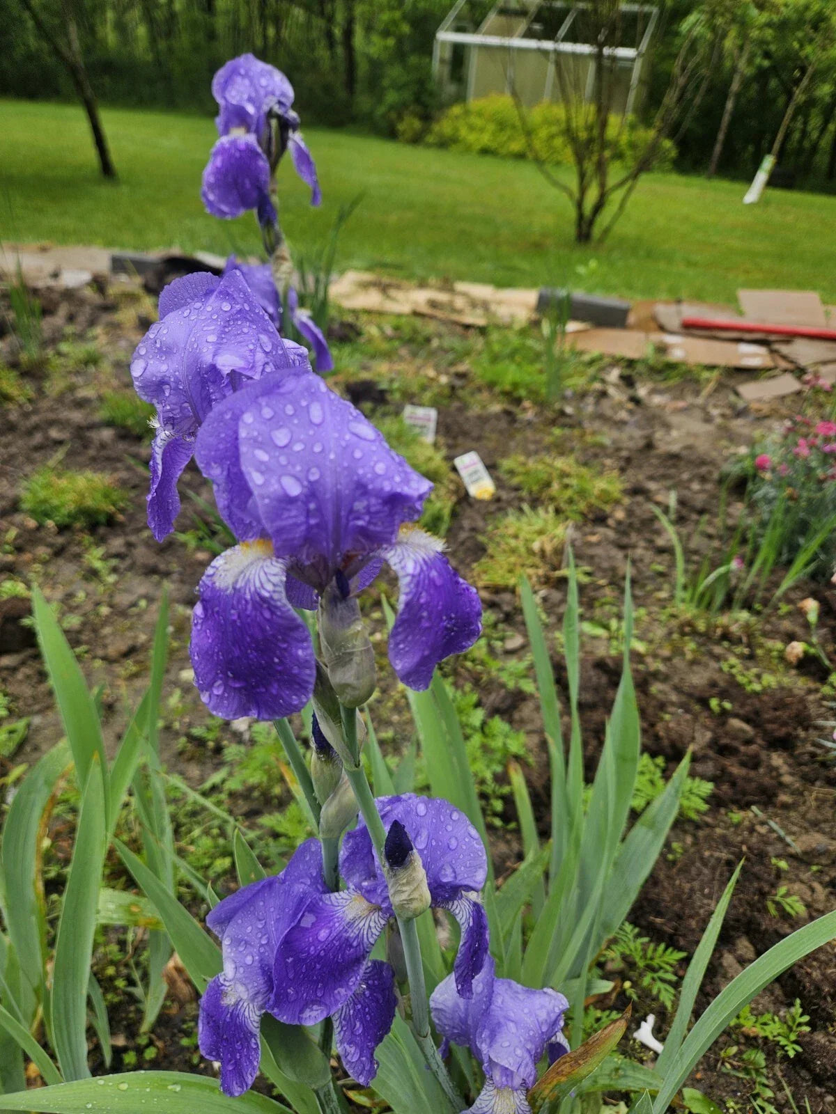 Purple Bearded Iris Rhizome - Bare Root Heirloom Bulb - Iris germanica - Tall Elegant Purple Flowers for Garden