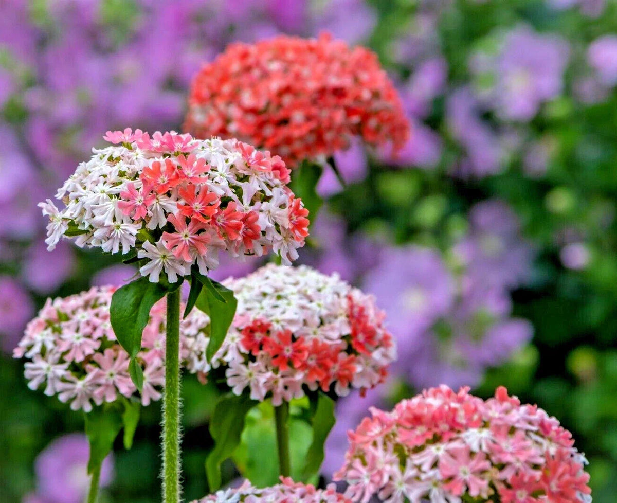 Maltice Cross Seeds 101 Count, Pink and White, Rare Lychnis chalcedonica, Compact Garden Flowers