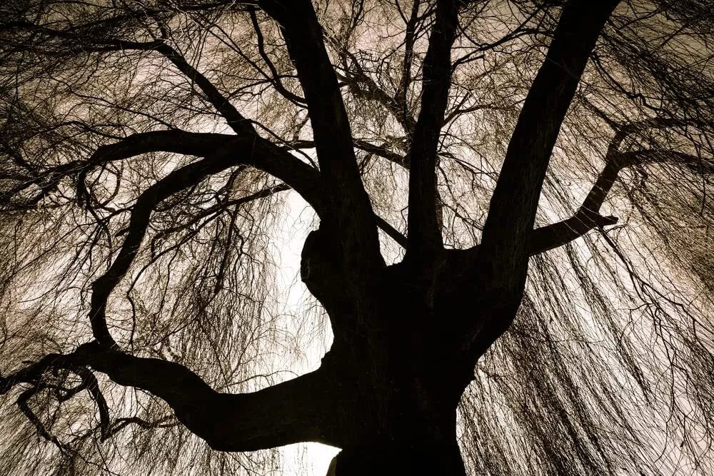 Black Weeping Willow Tree Cuttings - Rare Black Variety for Planting - Salix babylonica 'Black' - Unique Dark Foliage