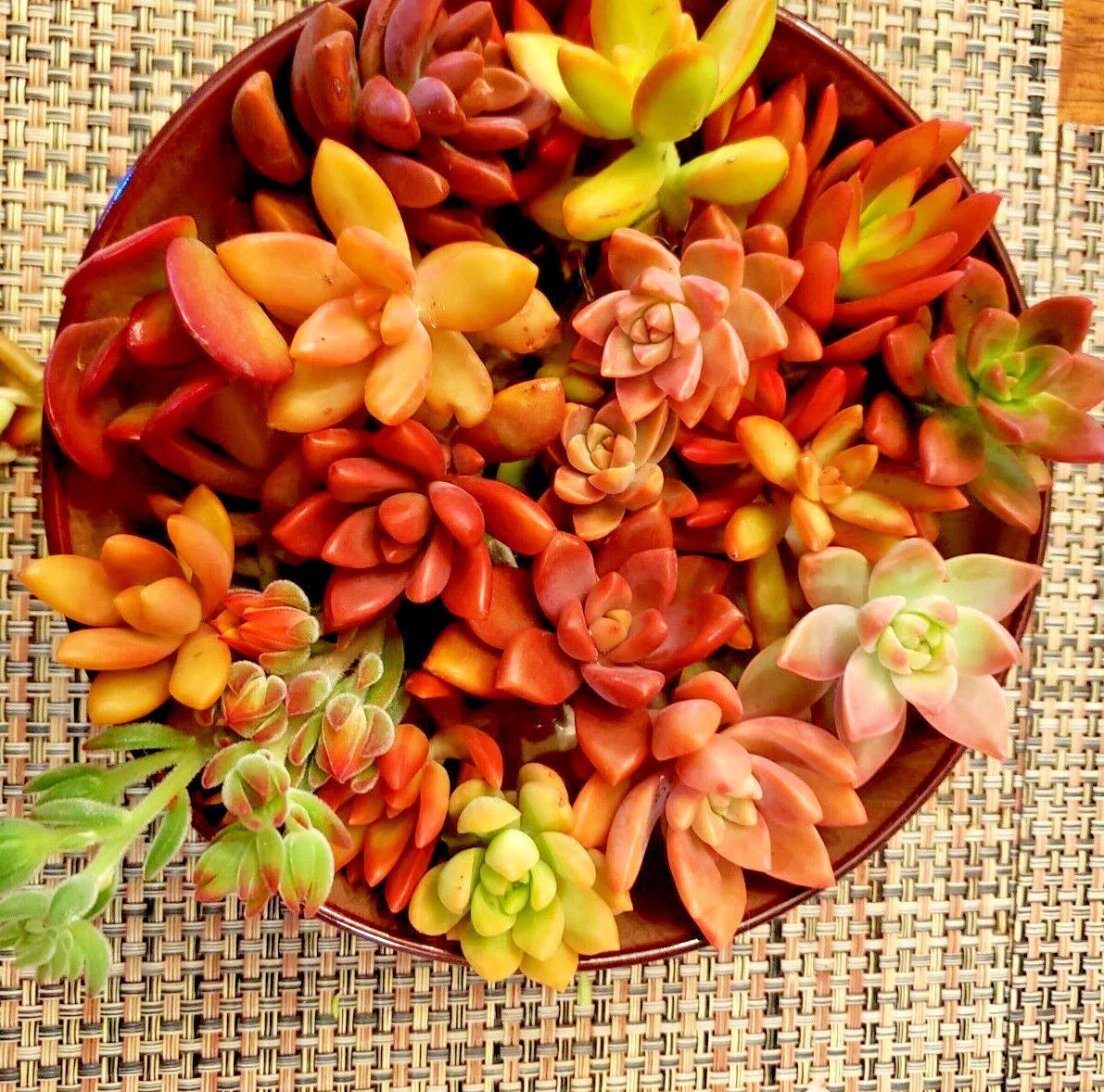 Succulent Cuttings Pack 10 - Red Pink Orange Variety Echeveria Sedum Crassula Haworthia Aeonium