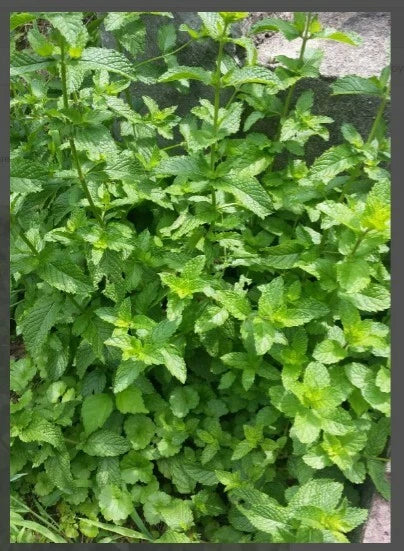 Balm of Gilead Spearmint Bareroot Organic Plant - Culinary Herb - Mentha spicata - USPS Shippable