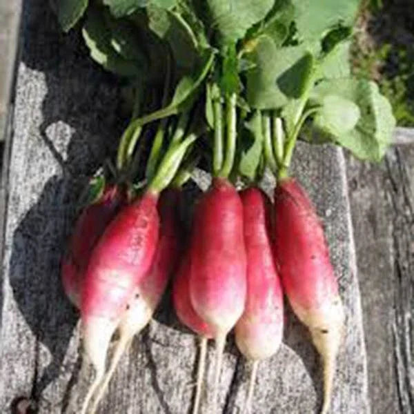 French Breakfast Radish Seeds, 500 Heirloom Non-GMO Seeds, Crisp Raphanus sativus for Fast-Growing Gardens, Salad Garnishes