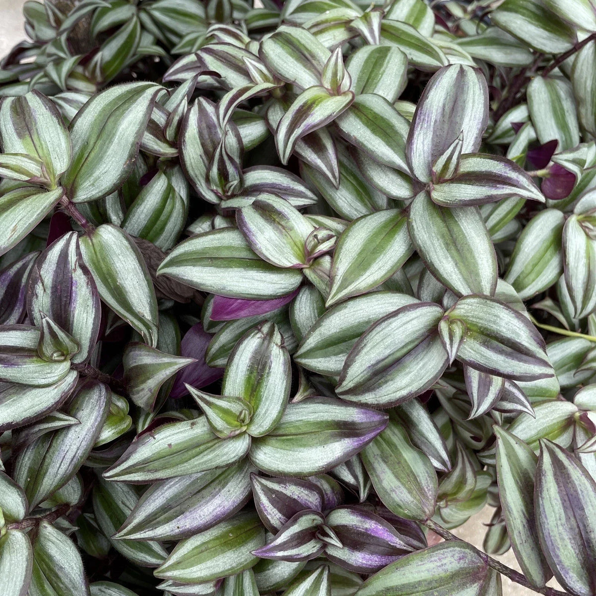 Wandering Jew Plant 6” Pot Purple Tradescantia Zebrina Indoor Outdoor Bare Root for Hanging Pot