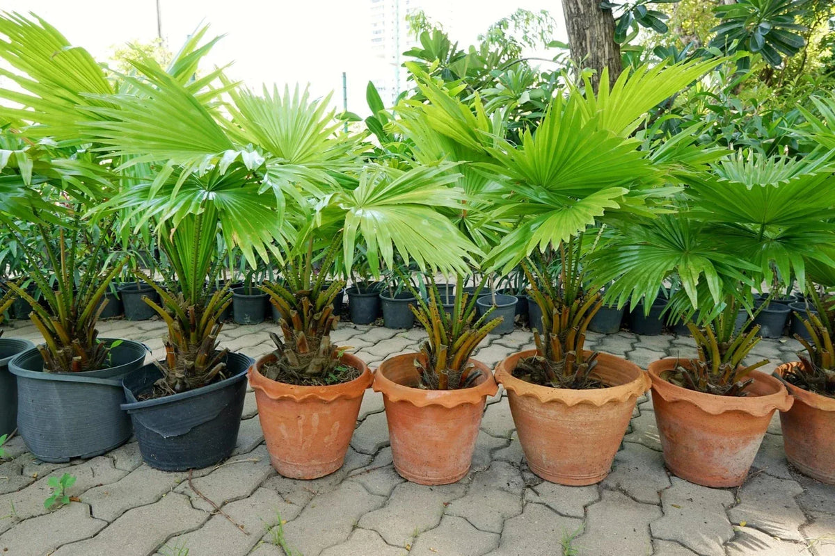 Palmetto Tree Seeds - 10 Seeds - Sabal Palmetto - Tropical Gardening Seeds for Landscaping and Coastal Gardens
