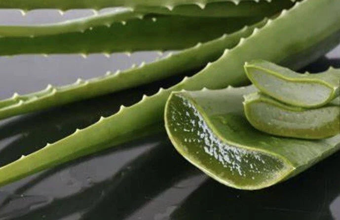 Medium Aloe Vera Plant, Organic Medicinal Cactus Succulent, Aloe Barbadensis Miller, Easy Care Indoor/Outdoor Starter Plant