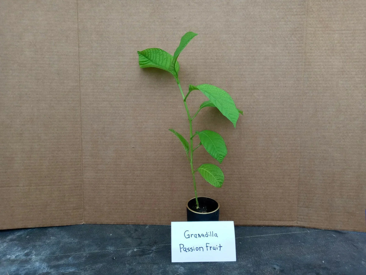 Giant Granadilla Passion Fruit Starter Plant - Passiflora ligularis - Live Plant for Garden - Fast-Growing Climbing Vine