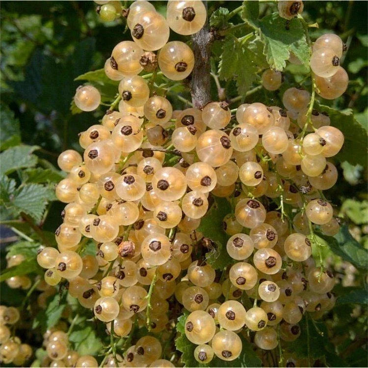 White Imperial Currant Live Rooted Starter Plant, Ribes rubrum 'Imperial White', Hardy Shrub for Zones 3-7, Sweet Berries