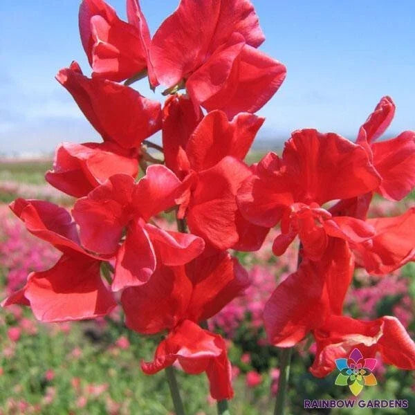 Air Warden Sweet Pea Seeds 50+ Pack - Lathyrus odoratus - Non-GMO Heirloom Garden Seeds for Vibrant Fragrant Flowers