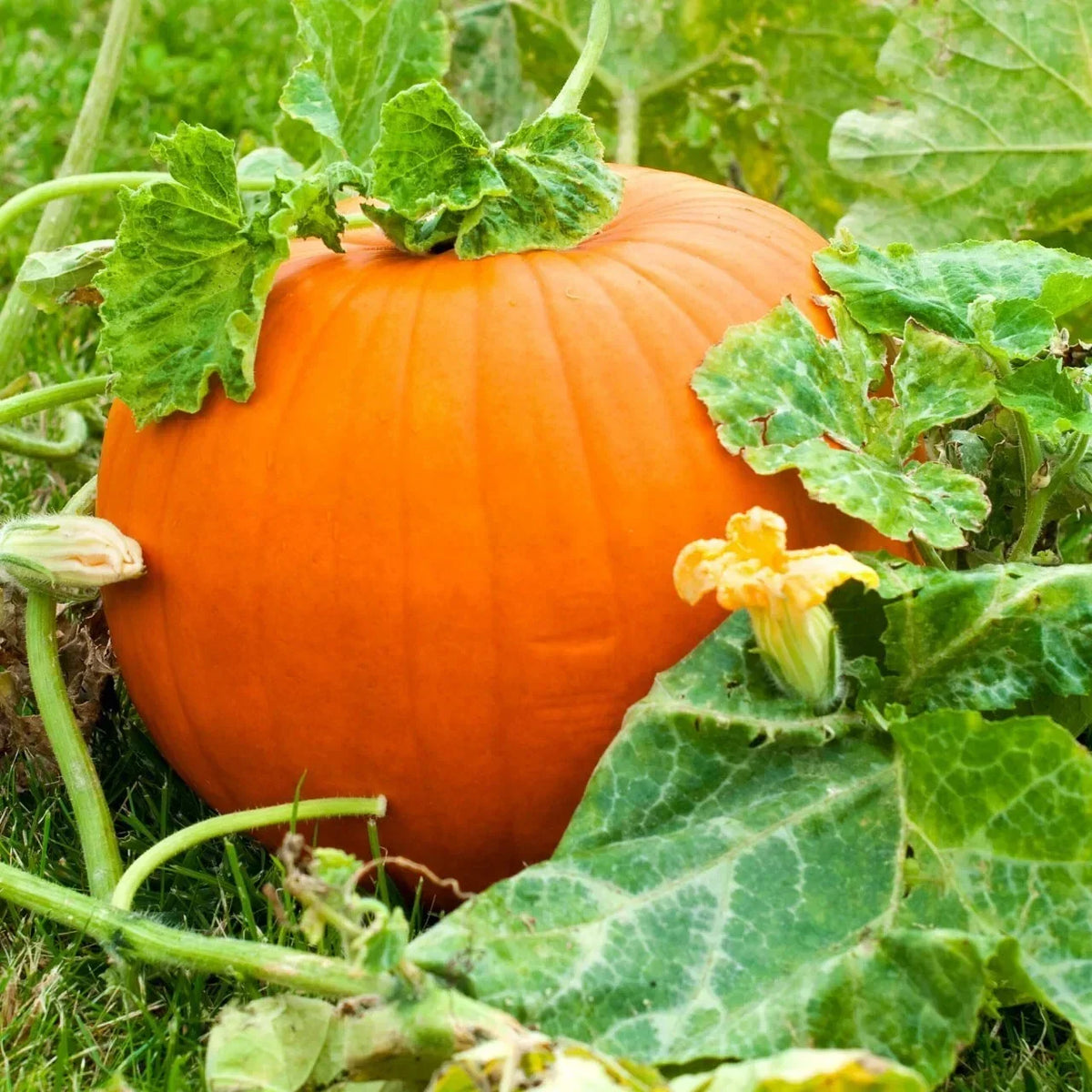 Live Pumpkin Plant Seedling - 3" Tall in 4" Pot - Easy to Grow Cucurbita pepo for Garden and Fall Decor