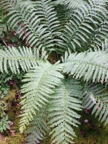 Cinnamon Ferns 5-Pack Live Rooted Plants, Copper Fronds, Osmundastrum cinnamomeum, Southern Alabama Heirloom