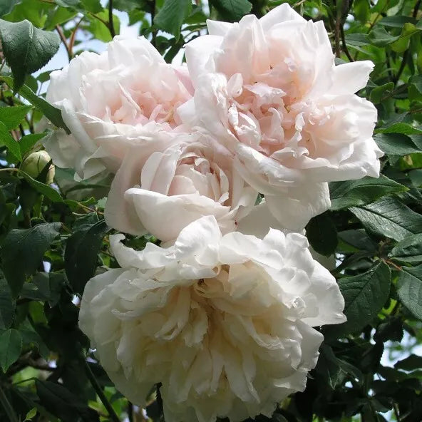 Madame Alfred Carriere Climbing Rose Cuttings - 4 Live Cuttings - Rosa 'Madame Alfred Carriere' - Sweet Scent, Unique Color