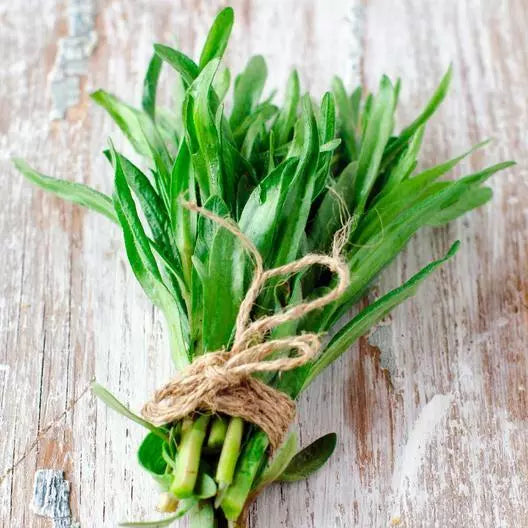 Tarragon Seeds 2000 Count Culinary Herb Artemisia dracunculoides Non-GMO for Cooking and Gardening