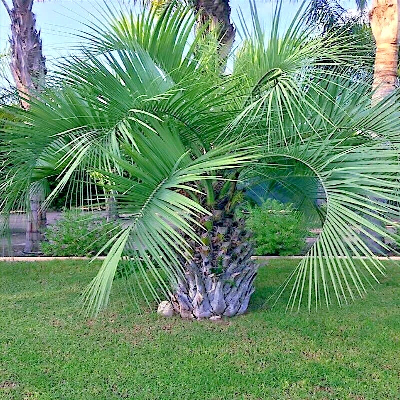 10 Jelly Pindo Palm Tree Seeds - Butia capitata - Cold Hardy Tropical Fruit Plant Seeds for Gardens and Containers