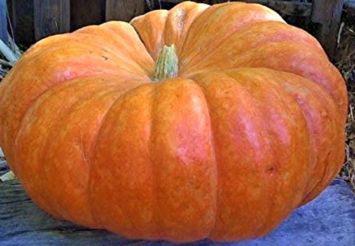 Cinderella Pumpkin Seeds - 5 Non-GMO Heirloom Seeds for Fall Harvest - Cucurbita pepo - Perfect for Baking & Decoration