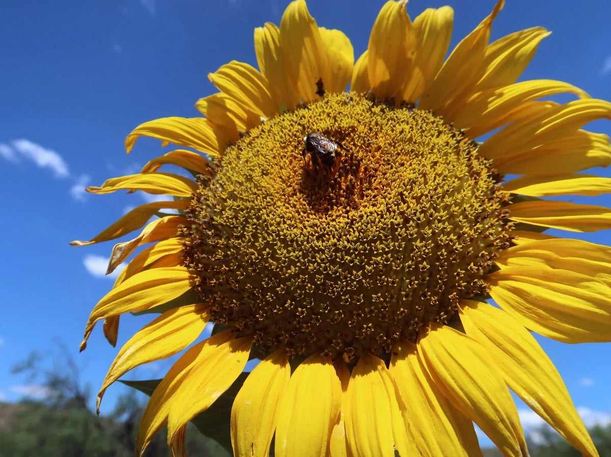 Mammoth Grey Stripe Sunflower Seeds - 25+ Count - Helianthus annuus - Giant Sunflowers for Garden and Pollinator Attraction