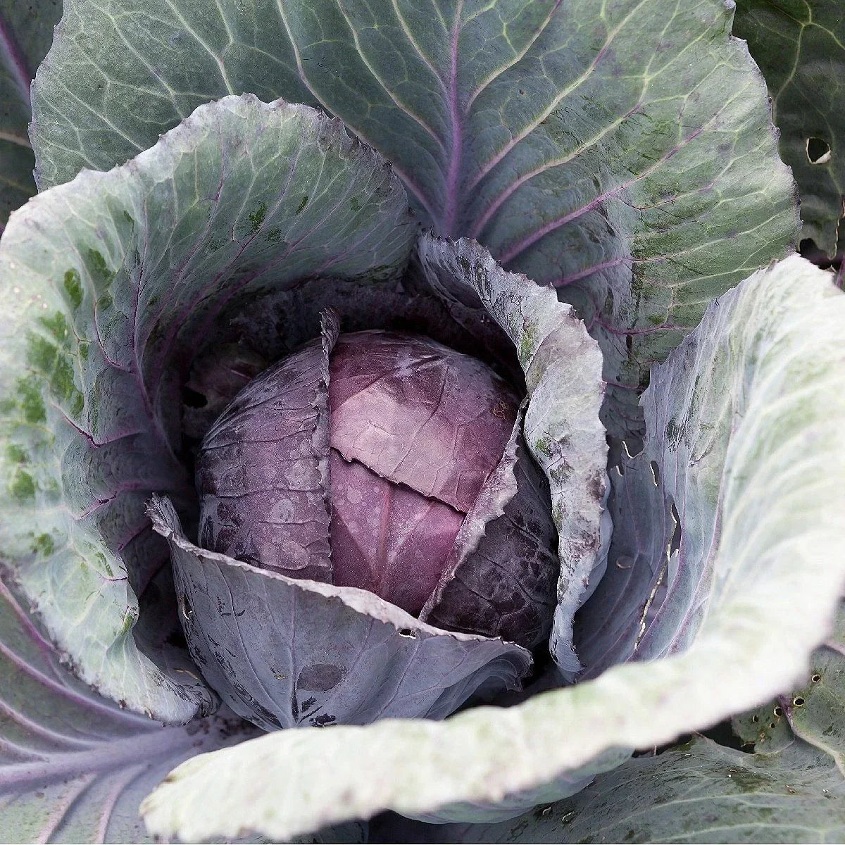 Red Acre Cabbage Seeds 300+ Non-GMO Vegetable Seeds Brassica oleracea for Home Garden, USA Seller, Free Shipping