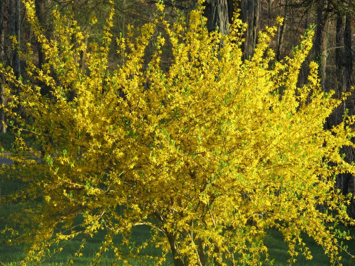 Forsythia Cuttings - 10 Stems - Lynwood Gold Variety - Forsythia x intermedia 'Lynwood' - Easy to Root, Bright Yellow Blooms