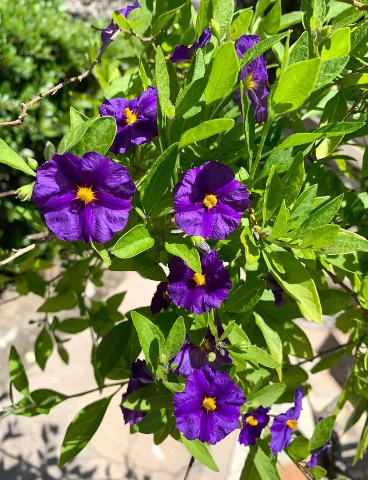 Lycianthes rantonnetii Potato Bush - 10 Stems 4-6 Inches - Fresh Cut Purple Flowers - USA Seller