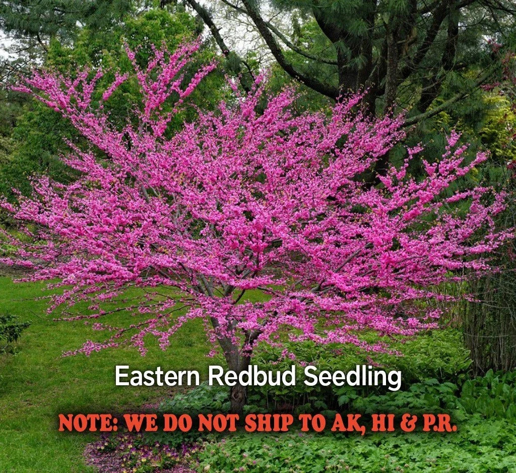 Eastern Redbud Tree in Quart Pot - Flowering Deciduous Ornamental - Cercis canadensis - Ready to Plant