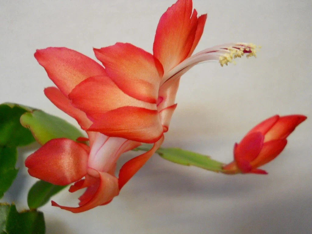 Schlumbergera Starter Plant - Ara Brazil - Christmas Cactus - Indoor Flowering Houseplant - Perfect for Home Decor