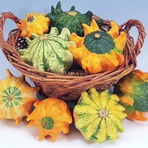 Crown of Thorns Gourd Seeds - 10 Seeds - Exotic Fingered Squash - Cucurbita ficifolia for Gardening and Culinary Use